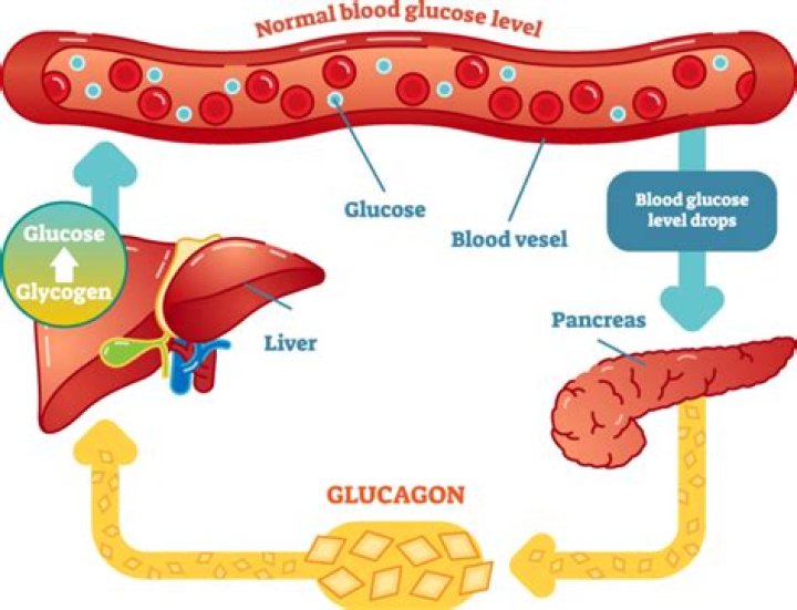 Where does glucose occur?