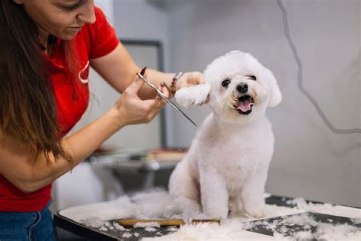 Where does groomers work?