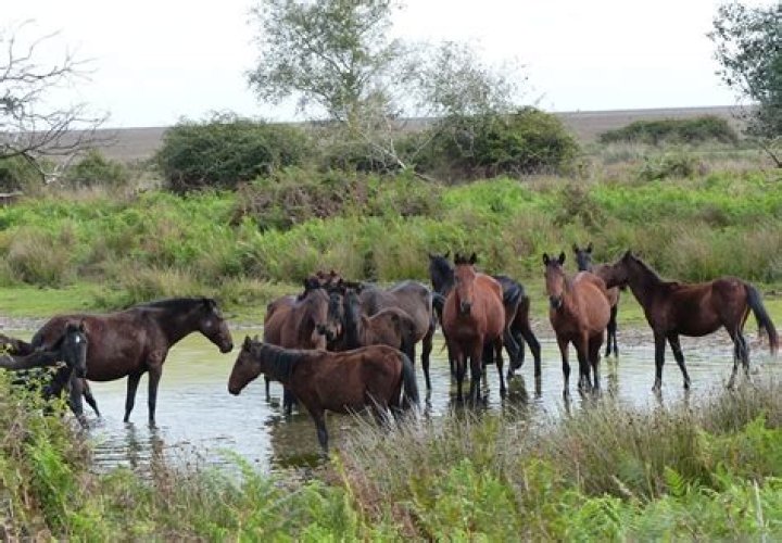 Where does horses live?