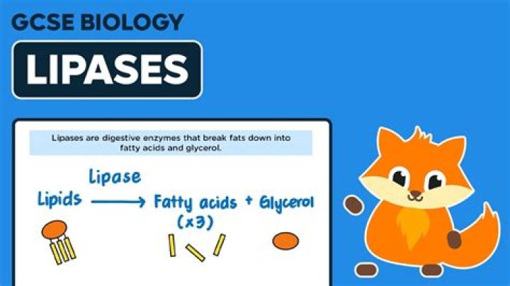 Where does lipase digest?