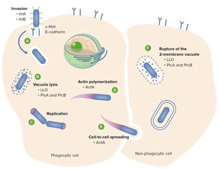 Where does listeria come from?