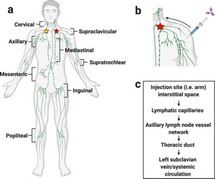 Where does lymph get filtered?