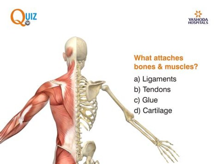 Where does muscle attach to bone?