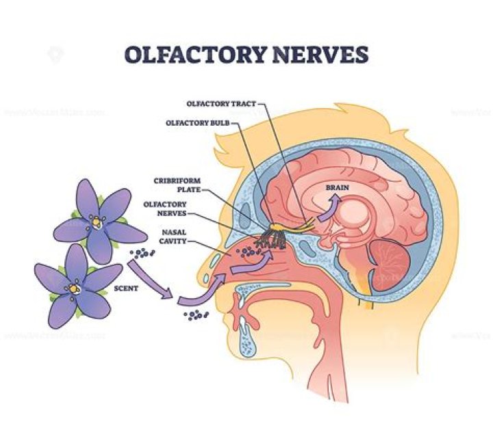 Where does olfactory nerve originate?