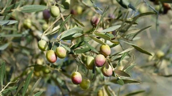 Where does pale olive skin come from?