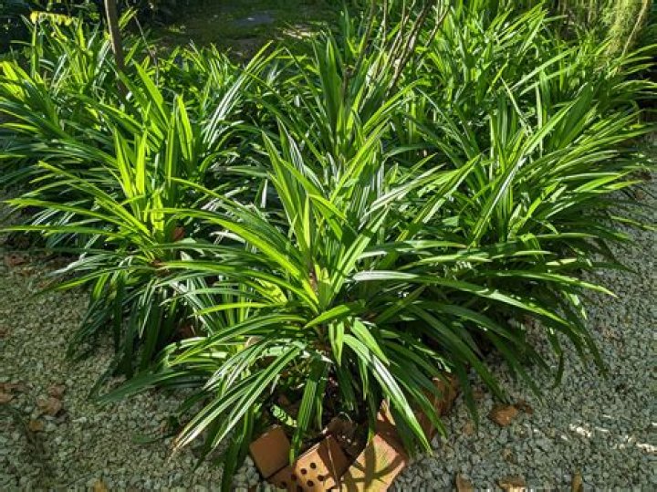 Where does pandan come from?