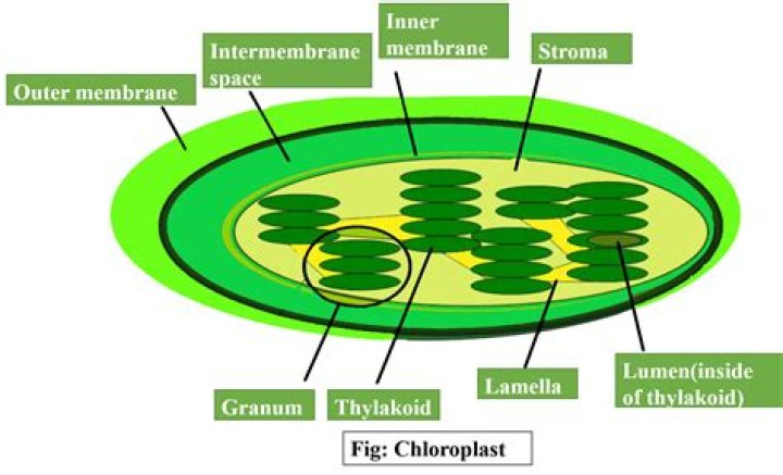 Where does photosynthesis take place?