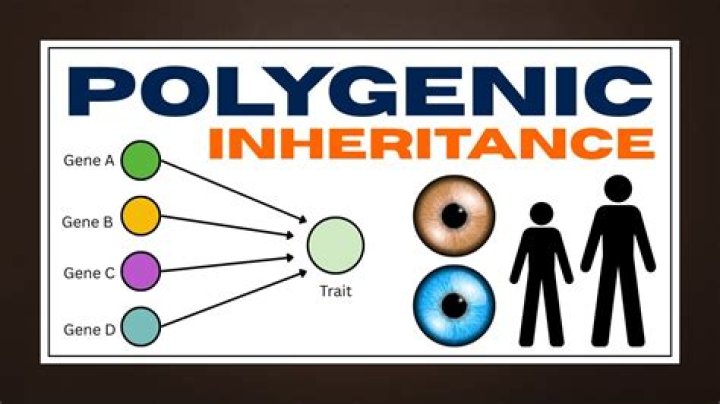 Where does polygenic mean?