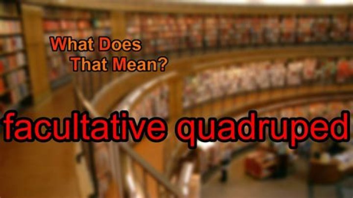 Where does quadruped mean?