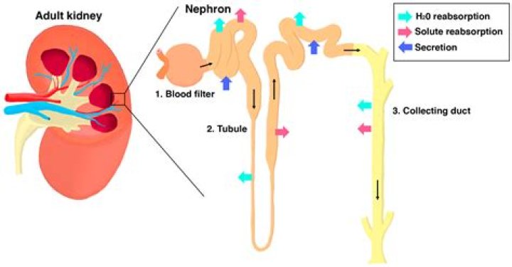 Where does reabsorption of water occur in the nephron?