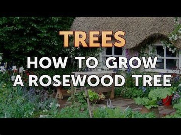 Where does rosewood trees grow?