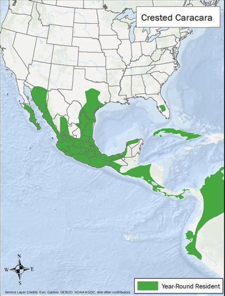 Where does the crested caracara live?