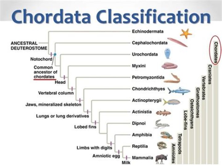 Where does the name chordata come from?