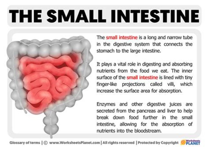 Where does the small intestine start?