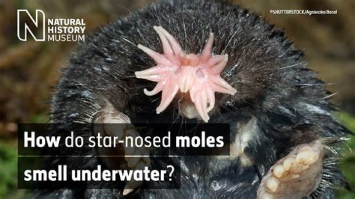 Where does the star-nosed mole?
