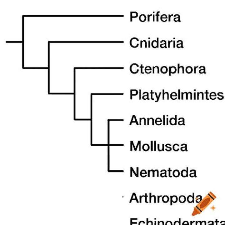 Where does the word cephalization come from?