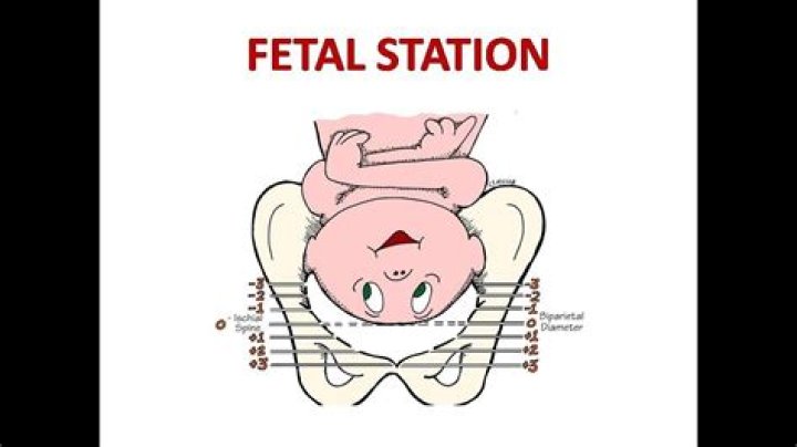 Where does the word obstetrics come from?