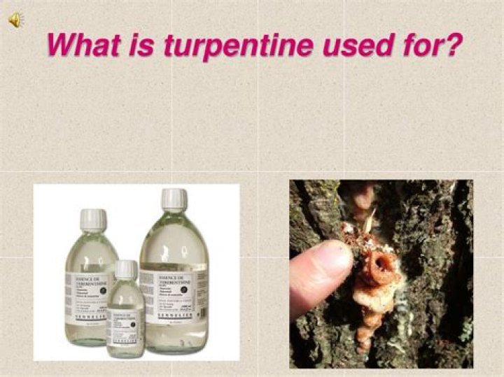 Where does turpentine come from?