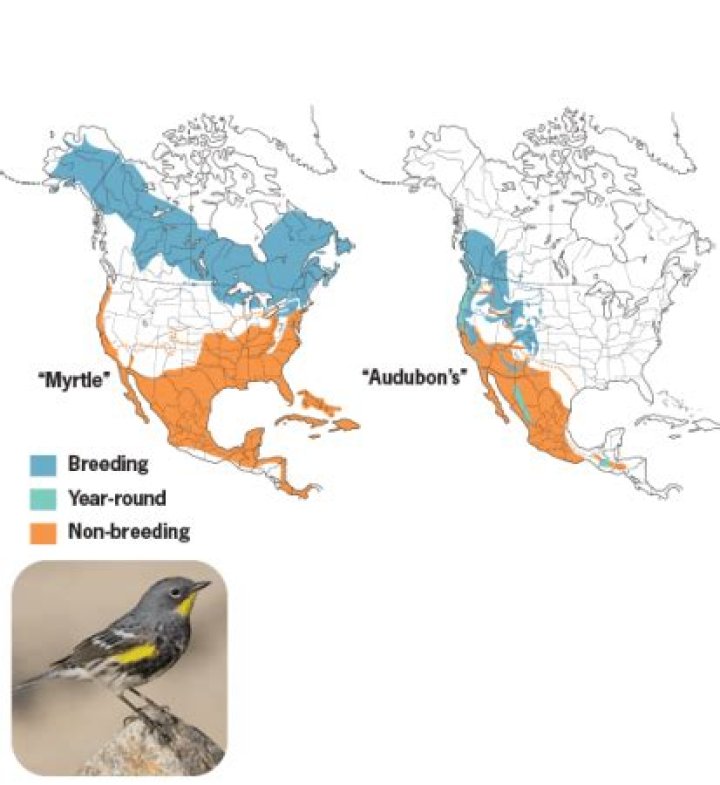 Where does yellow-rumped live?
