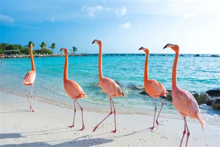 Where flamingos are found?