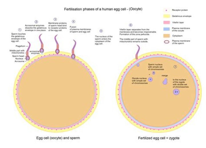 Where fusion of egg and sperm takes place?