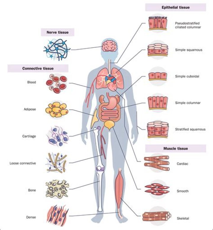 Where in the human body is the alveoli?