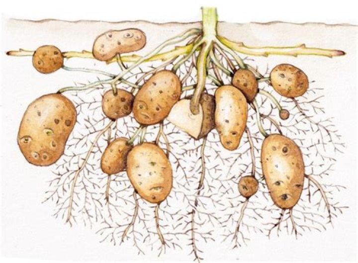 Where is a potato grown?