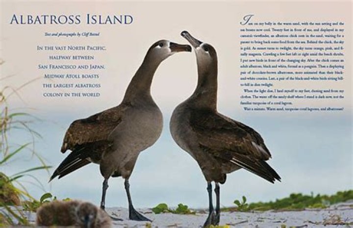 Where is albatross island?