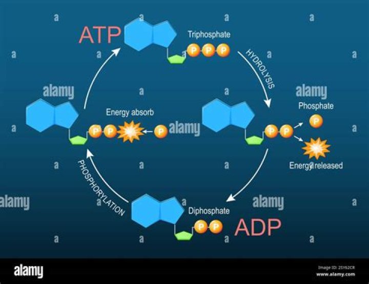 Where is atp converted to adp?