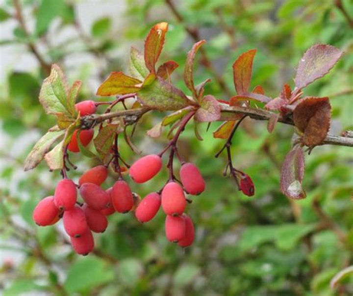 Where is berberis canadensis native to?