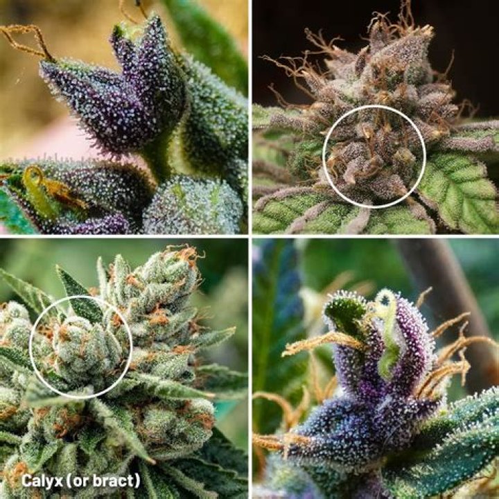 Where is bract found?