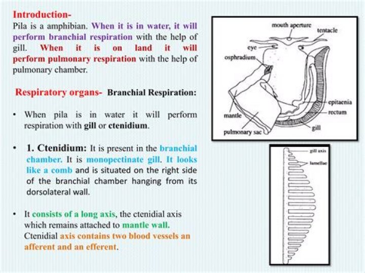 Where is branchial respiration?