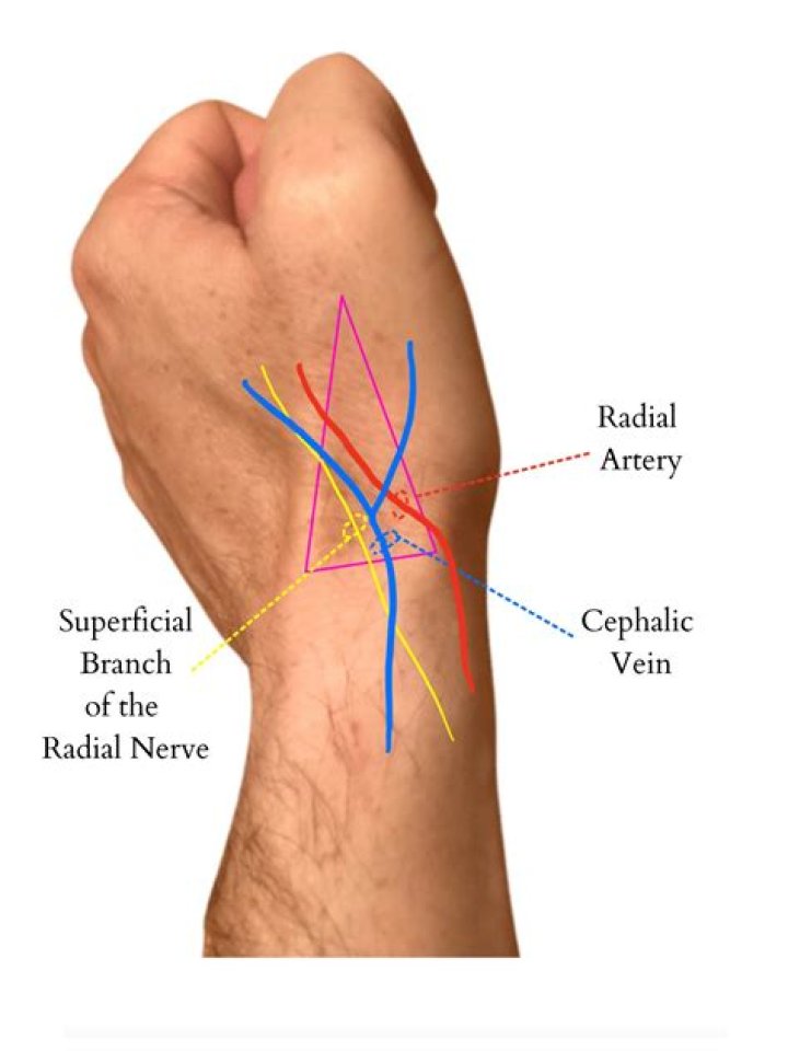 Where is cephalic vein located?