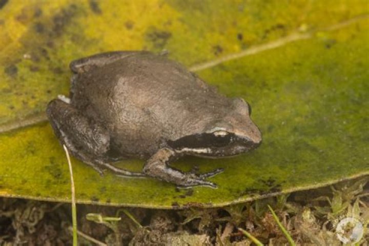 Where is chirping frog?