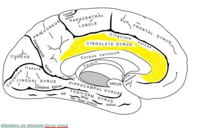 Where is cingulum found?