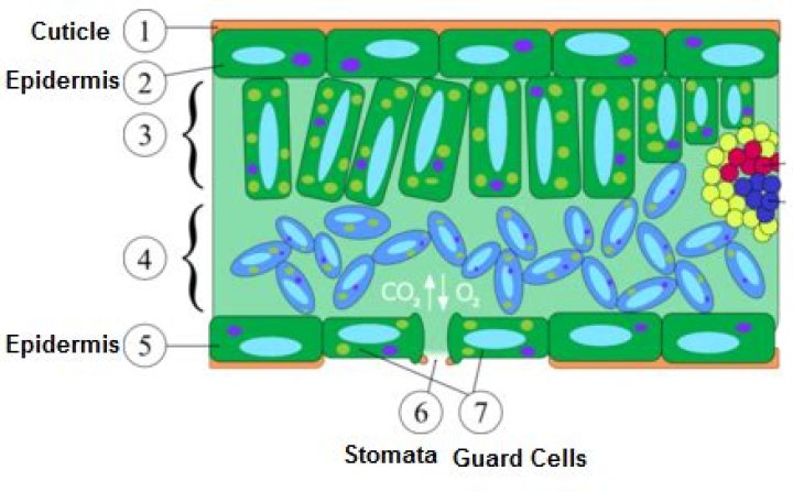 Where is cuticle present in plant?