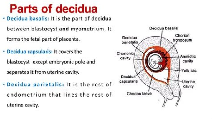 Where is decidua parietalis?