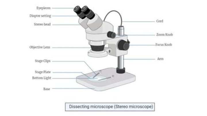 Where is dissecting microscope used?