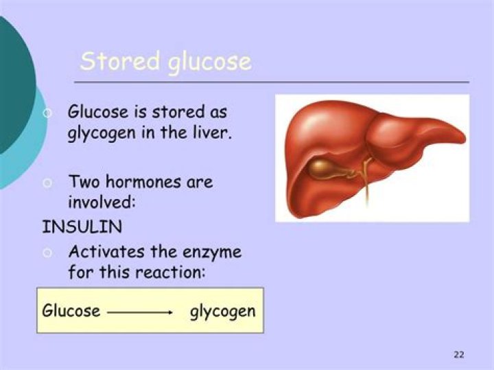 Where is excess glucose stored in the body?