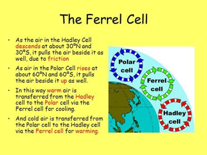 Where is ferrel cell?