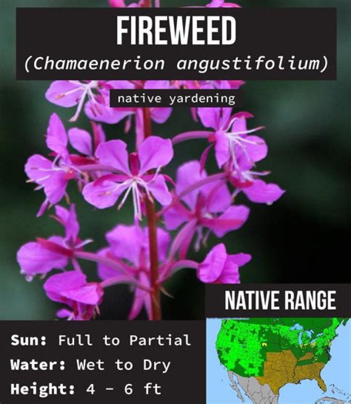 Where is fireweed native to?