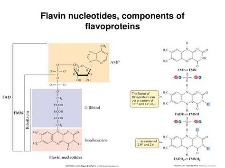 Where is flavoprotein found?