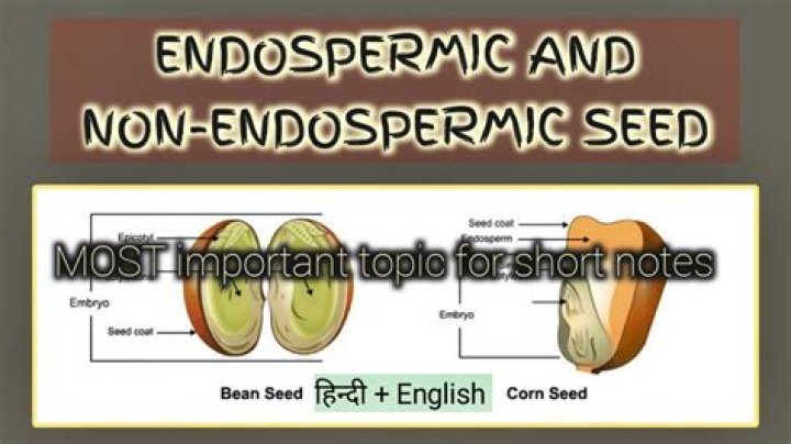 Where is food stored in non endospermic seed?