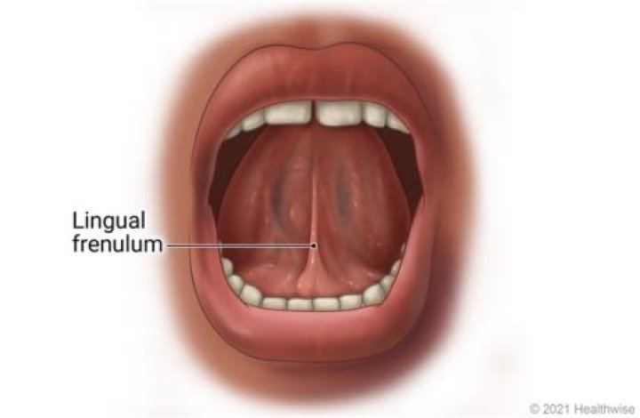 Where is frenulum found?