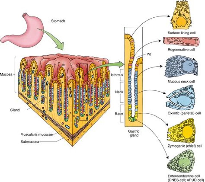 Where is fundic gland found?