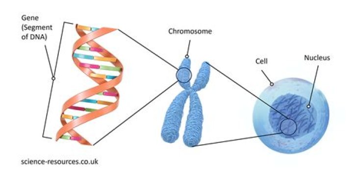 Where is gene splicing?