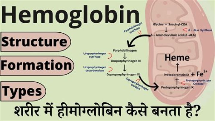 Where is haemoglobin produced?