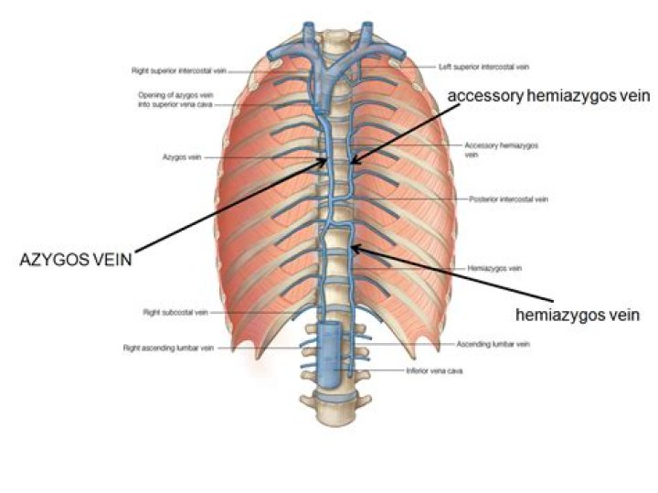Where is hemiazygos vein?
