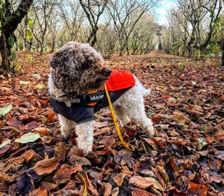 Where is lagotto romagnolo farm?