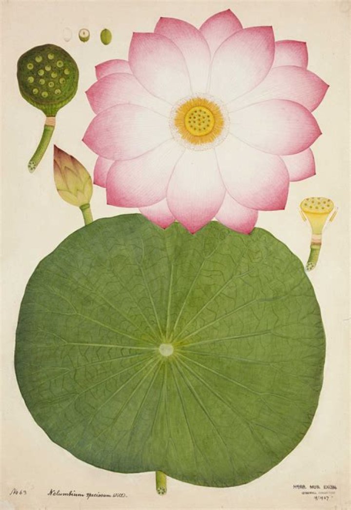 Where is nelumbo lutea native to?